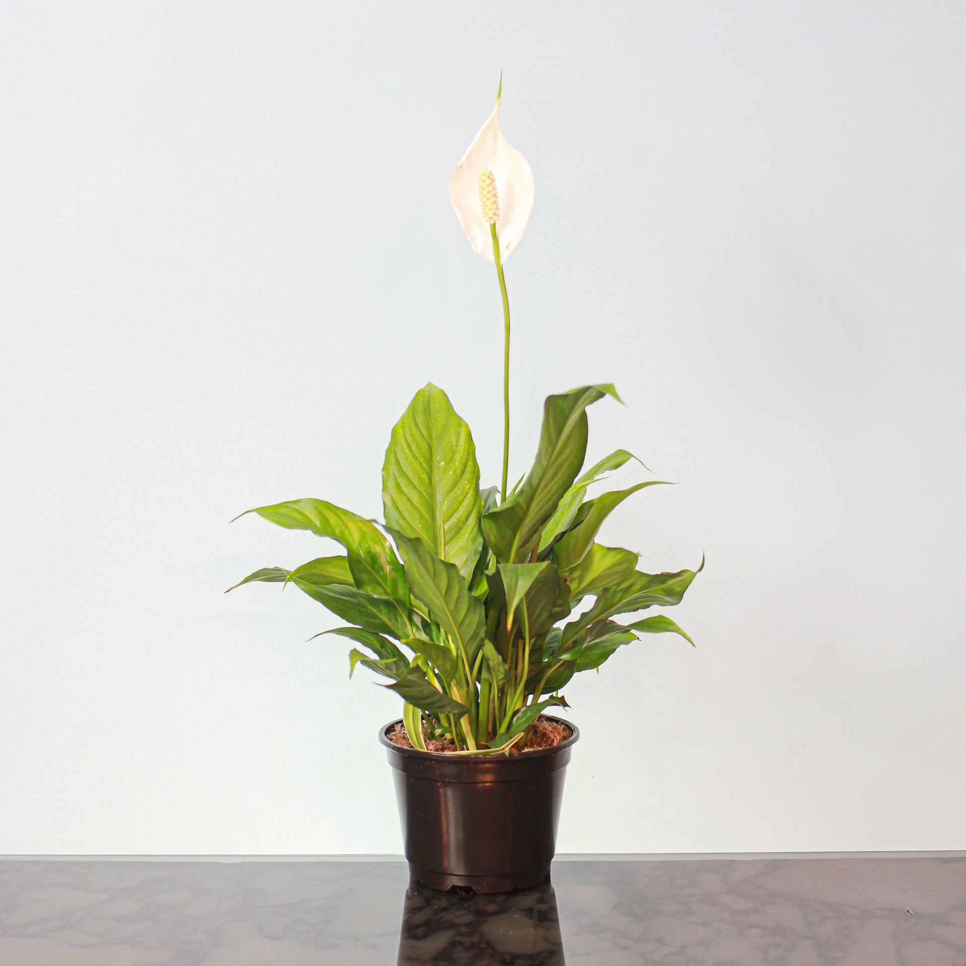 Peace Lily (Spathiphyllum) in a 4 inch pot. Indoor plant for sale by Promise Supply for delivery and pickup in Toronto