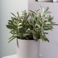 Kendall Ceramic Pot fits up to 8 inch Nursery Pot