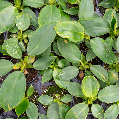 White Wizard (Philodendron erubescens) in a 4 inch pot. Indoor plant for sale by Promise Supply for delivery and pickup in Toronto