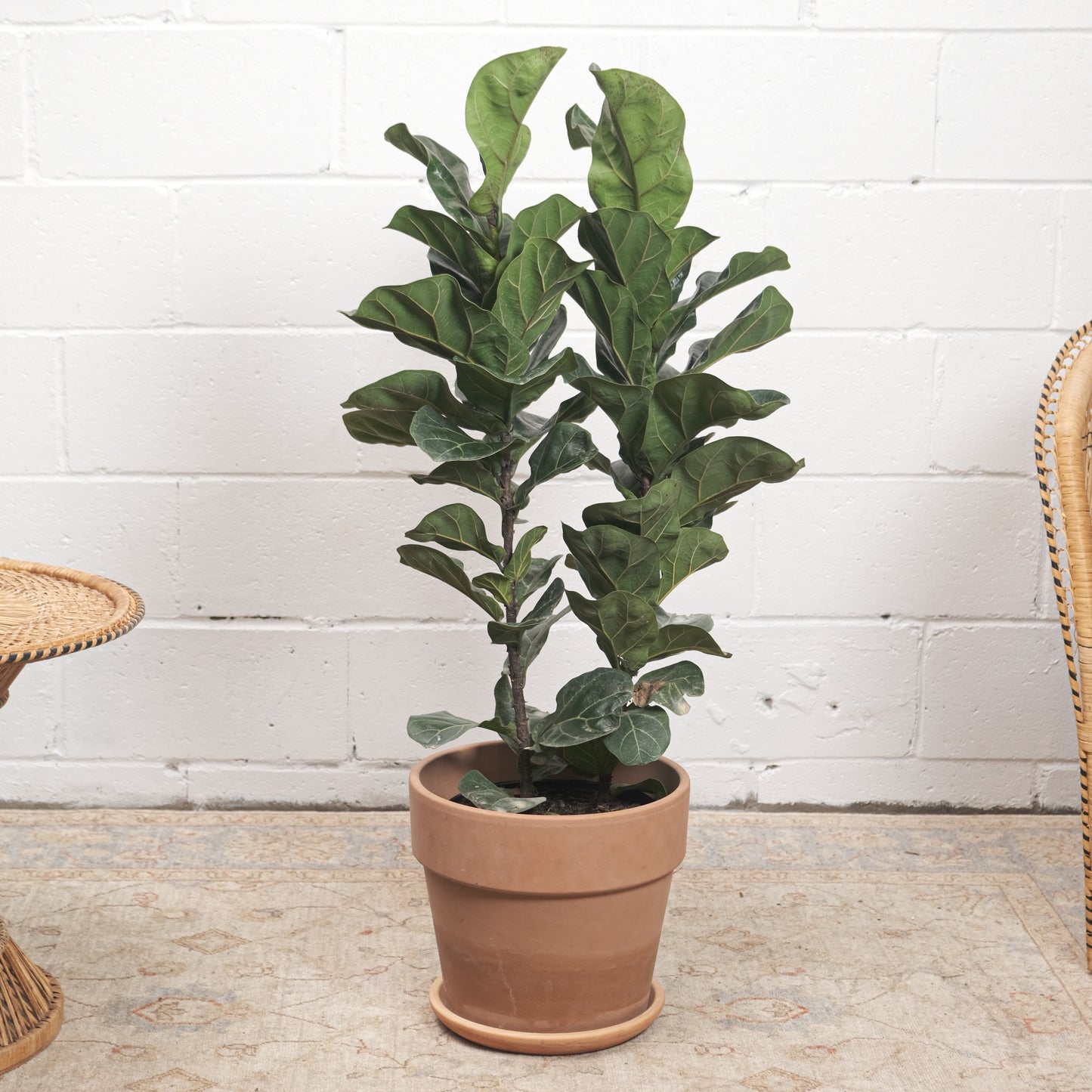 The Fiddle Leaf Fig, Banjo Fig, Fig Tree (Ficus lyrata) in a 10 inch pot. Indoor plant for sale by Promise Supply for delivery and pickup in Toronto
