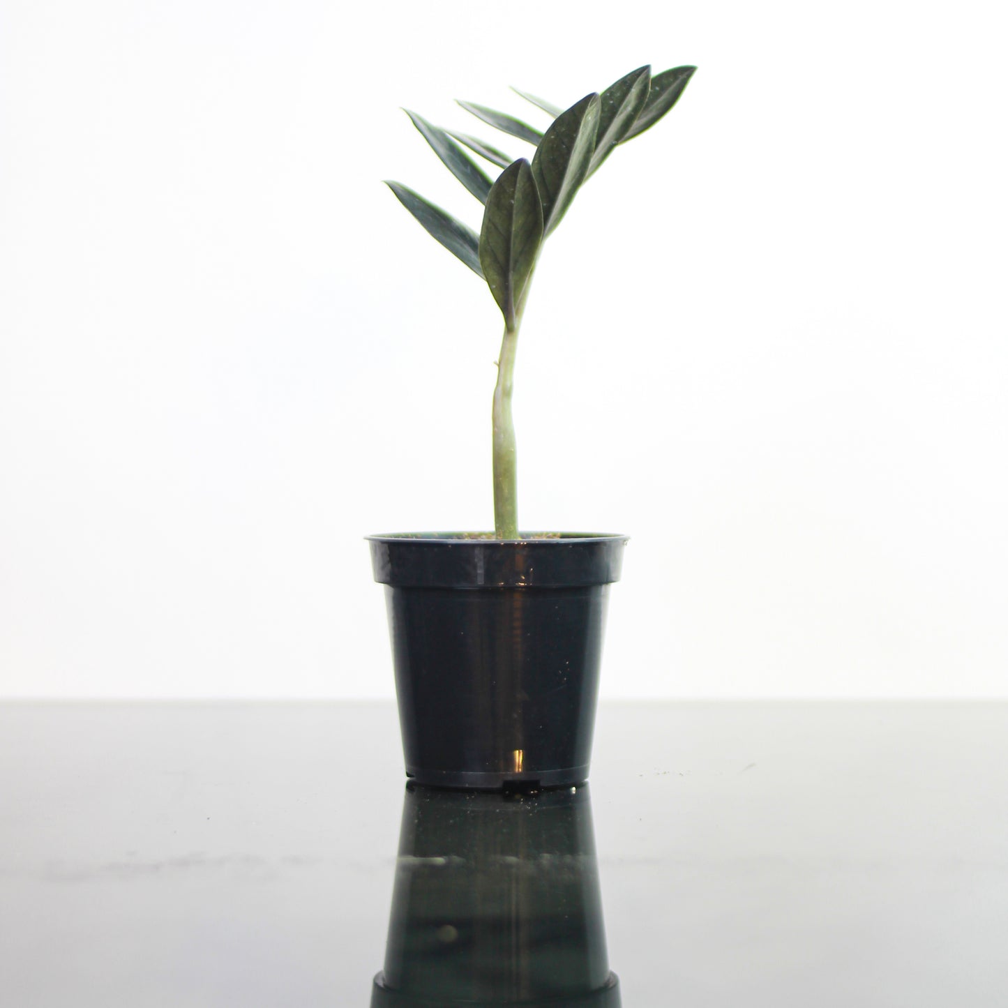 Black raven ZZ Plant (Zamioculcas zamiifolia) in a 4 inch pot. Indoor plant for sale by Promise Supply for delivery and pickup in Toronto