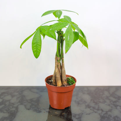 Money Tree: Pachira aquatica - 5 inch pot — indoor plant — indoor plant for sale by Promise Supply for delivery and pickup in Toronto.