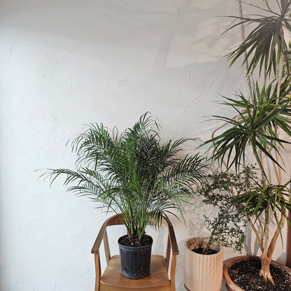 Date Palm, Pygmy Date Palm (Phoenix roebelenii) in a 10 inch pot. Indoor plant for sale by Promise Supply for delivery and pickup in Toronto