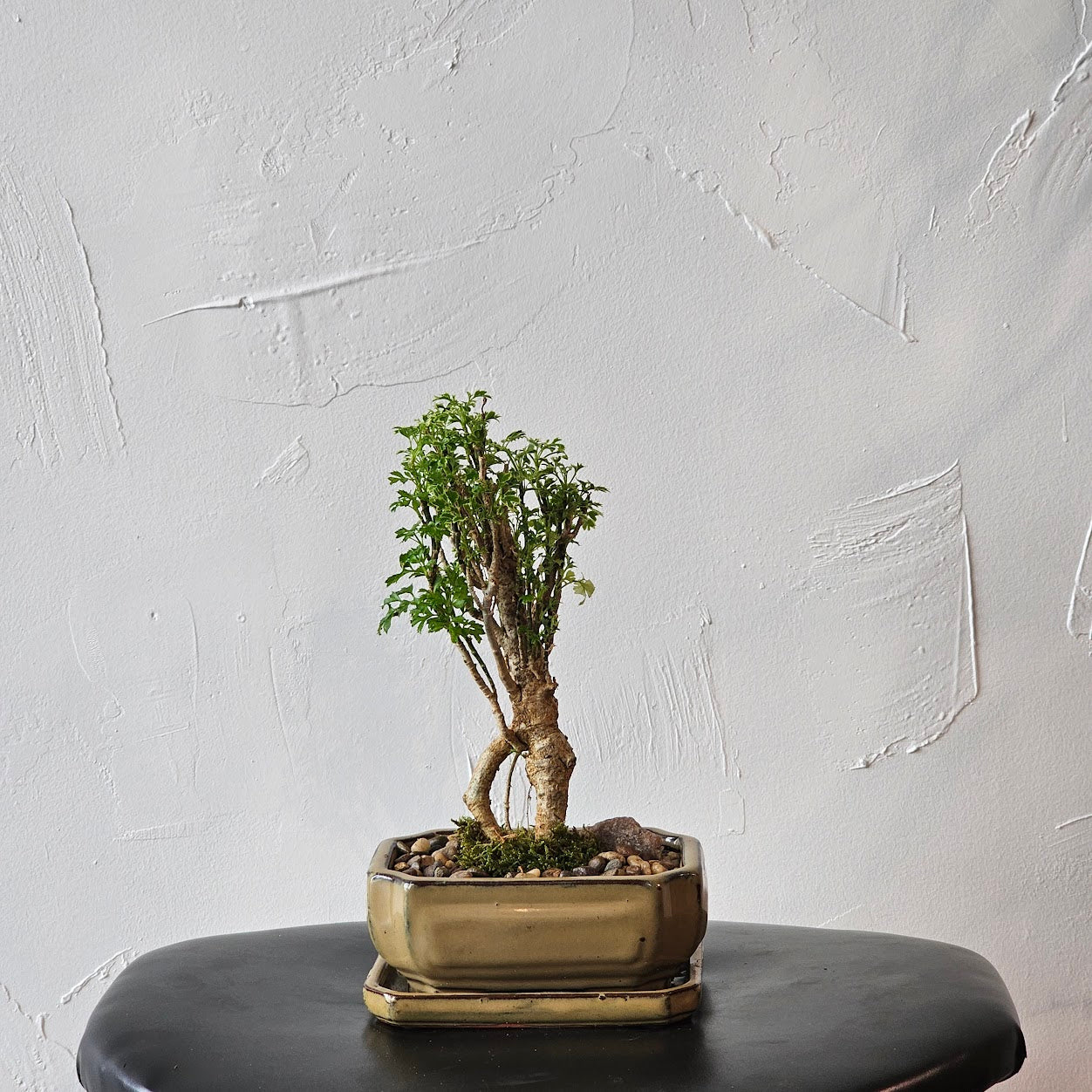 Snowflake Aralia Bonsai (Polyscias fruticosa) in a 6 inch pot. Indoor plant for sale by Promise Supply for delivery and pickup in Toronto
