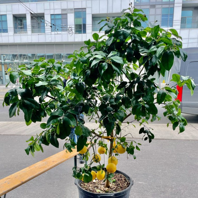 Grapefruit (Citrus × paradisi) in a 26 inch pot. Indoor plant for sale by Promise Supply for delivery and pickup in Toronto