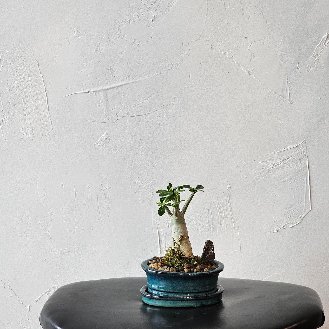 Desert Rose (Adenium obesum) in a 5 inch pot. Indoor plant for sale by Promise Supply for delivery and pickup in Toronto