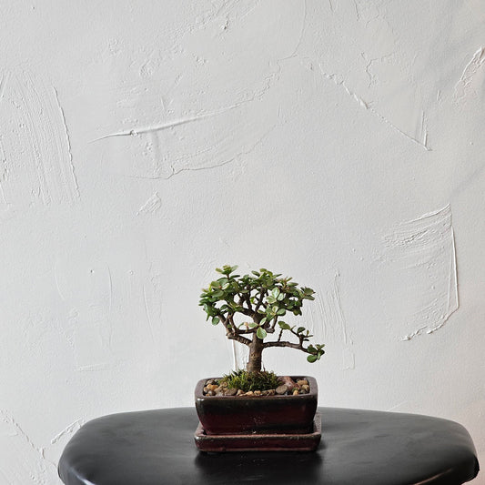 Jade Tree (Crassula ovata) in a 5 inch pot. Indoor plant for sale by Promise Supply for delivery and pickup in Toronto