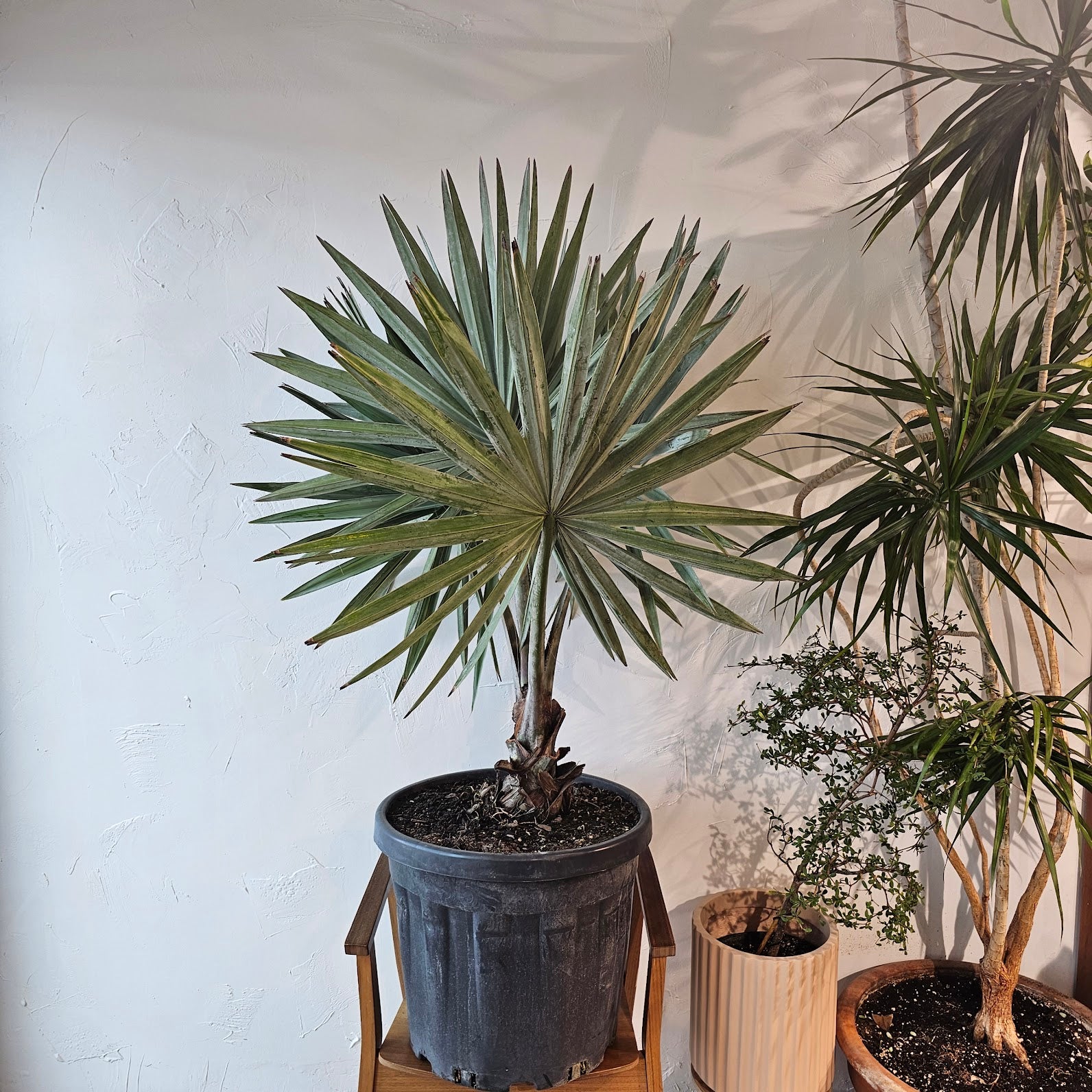 Silver Fan Palm (Bismarckia nobilis) in a 17 inch pot. Indoor plant for sale by Promise Supply for delivery and pickup in Toronto
