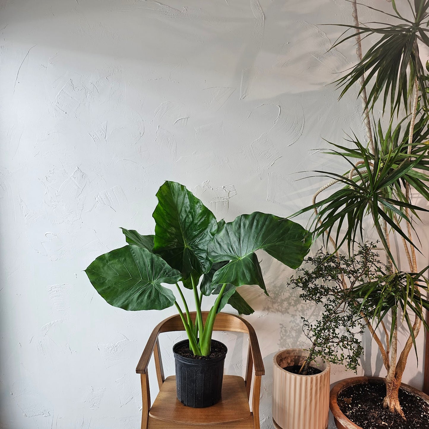 Elephant Ear, Taro (Alocasia odora) in a 10 inch pot. Indoor plant for sale by Promise Supply for delivery and pickup in Toronto
