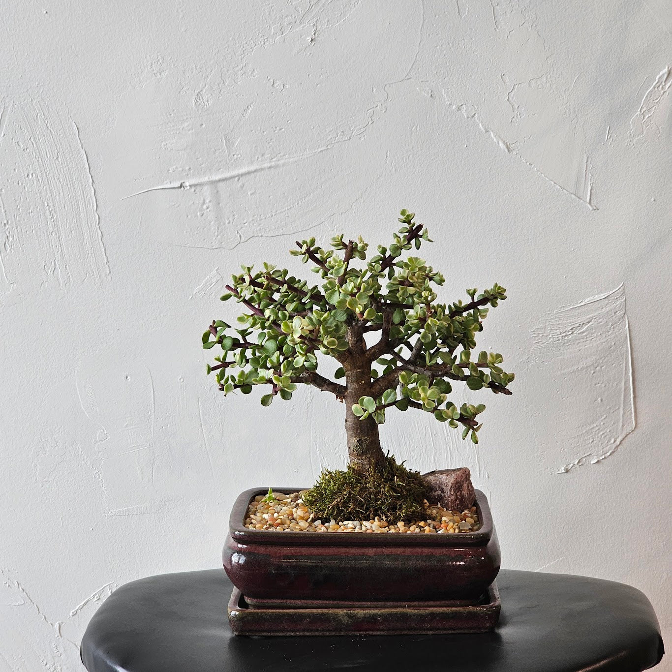 Jade Tree (Crassula ovata) in a 8 inch pot. Indoor plant for sale by Promise Supply for delivery and pickup in Toronto