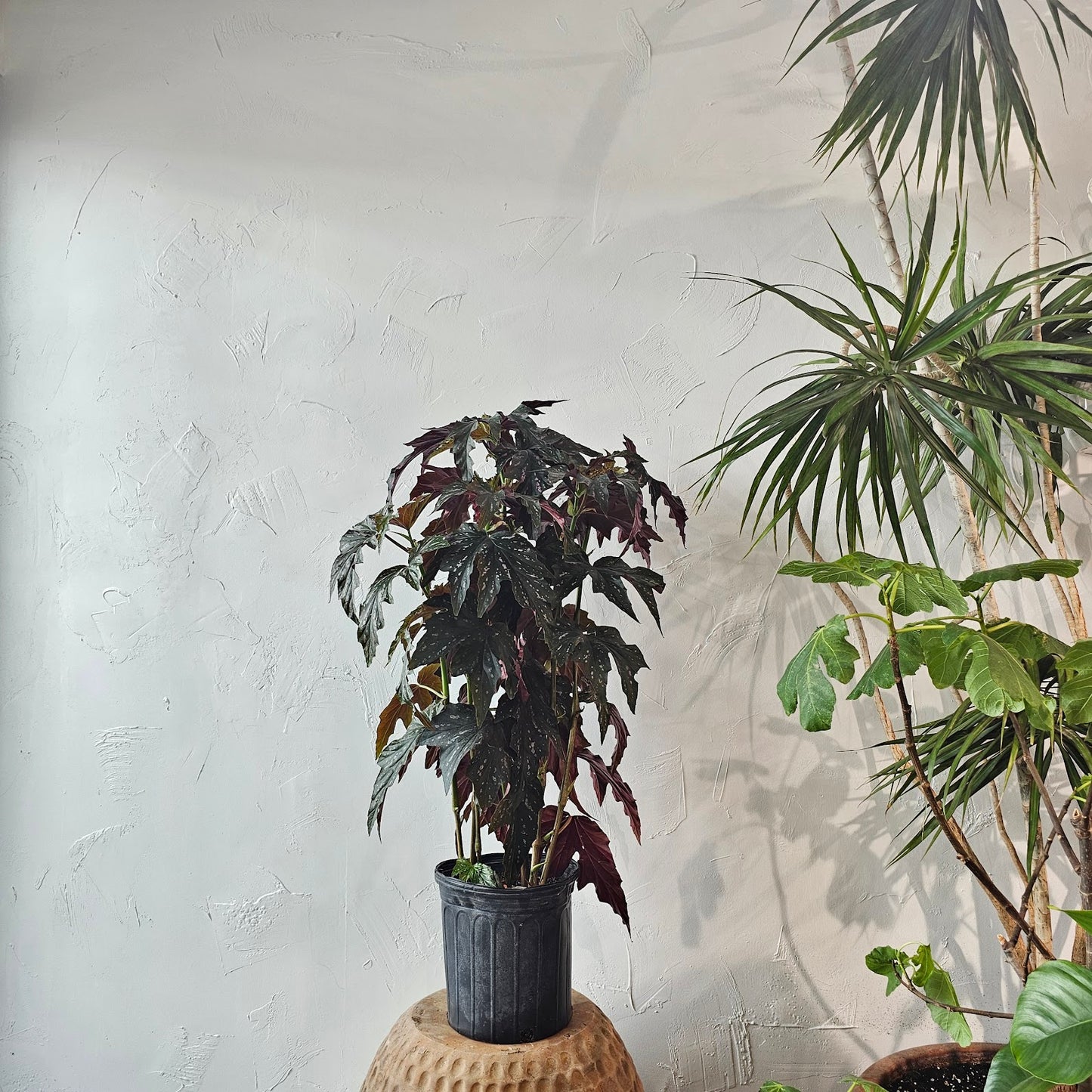 Angel Wing Begonia (Begonia) in a 10 inch pot. Indoor plant for sale by Promise Supply for delivery and pickup in Toronto