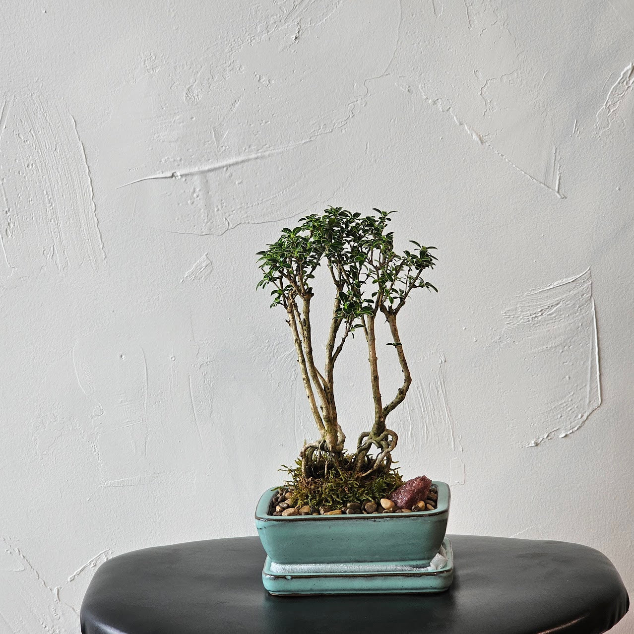  (Crassula ovata) in a 6 inch pot. Indoor plant for sale by Promise Supply for delivery and pickup in Toronto
