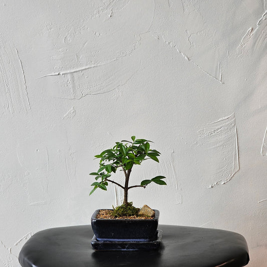 Cherry Tree Bonsai (Malpighia) in a 5 inch pot. Indoor plant for sale by Promise Supply for delivery and pickup in Toronto