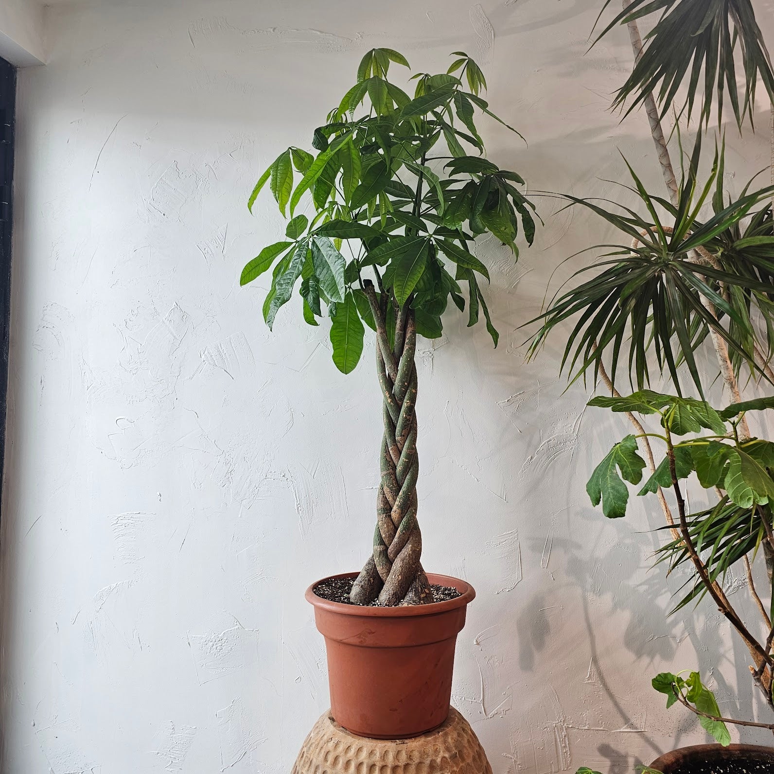 Money Tree (Pachira aquatica) in a 14 inch pot. Indoor plant for sale by Promise Supply for delivery and pickup in Toronto