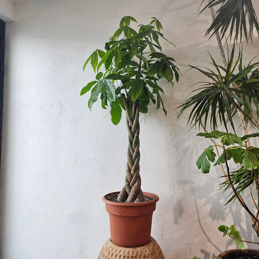 Money Tree (Pachira aquatica) in a 14 inch pot. Indoor plant for sale by Promise Supply for delivery and pickup in Toronto