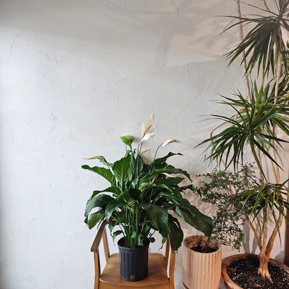 Peace Lily, Spathe Flower, White Sails (Spathiphyllum) in a 10 inch pot. Indoor plant for sale by Promise Supply for delivery and pickup in Toronto