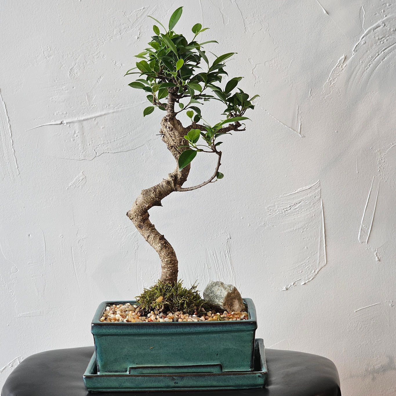 Ficus Green Island, Ficus Moclame, Indian Laurel (Ficus microcarpa) in a 8 inch pot. Indoor plant for sale by Promise Supply for delivery and pickup in Toronto