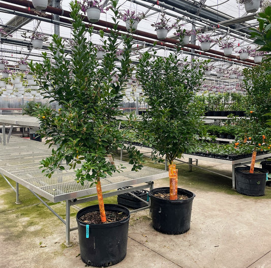 Calamansi Lime, Calamondin orange (Citrofortunella microcarpa) in a 24 inch pot. Indoor plant for sale by Promise Supply for delivery and pickup in Toronto
