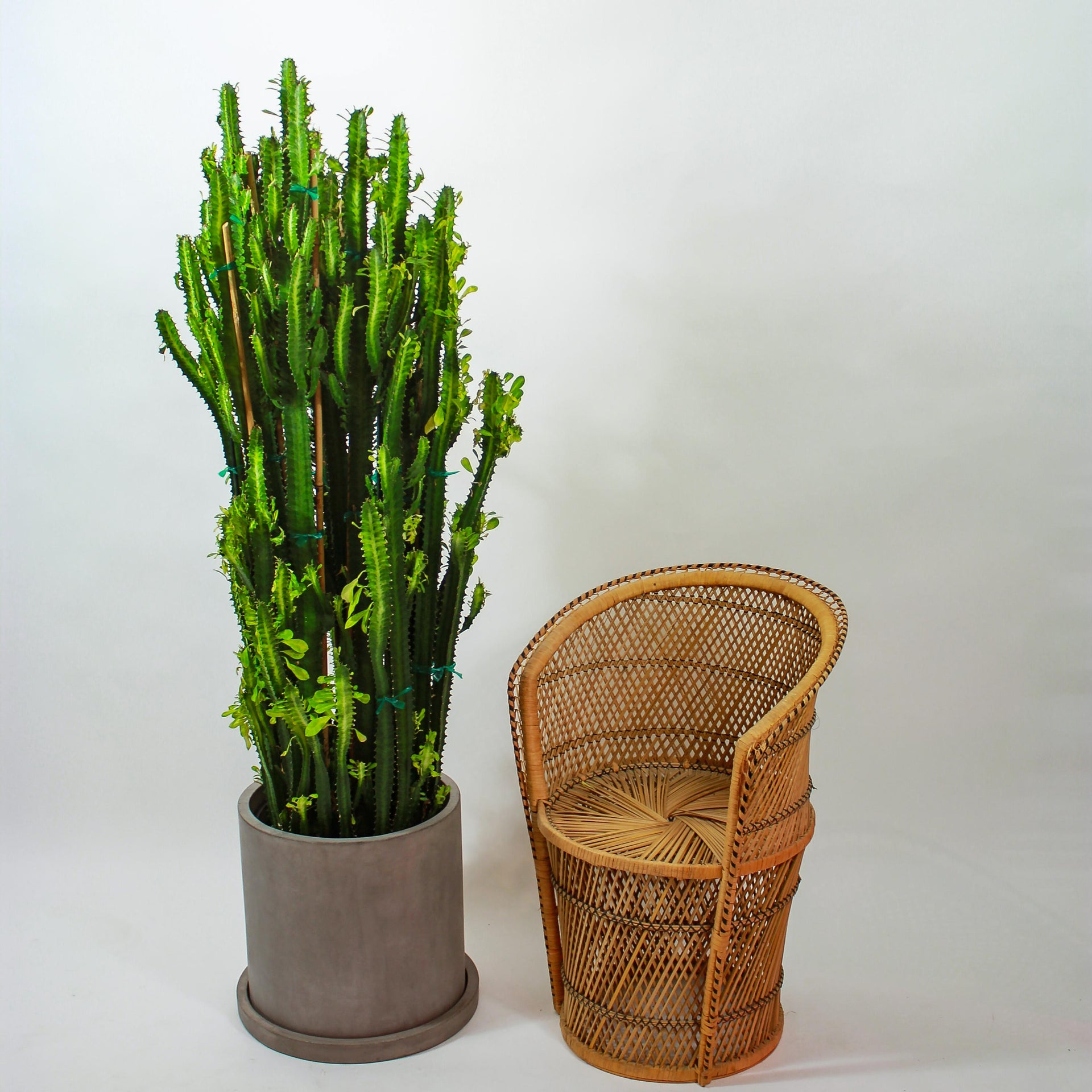 African Milk Tree Cactus: Euphorbia trigona - 14 inch pot - 5 foot tall