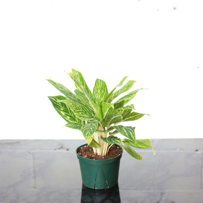 Chinese evergreen, Philippine evergreen (Aglaonema) in a 6 inch pot. Indoor plant for sale by Promise Supply for delivery and pickup in Toronto