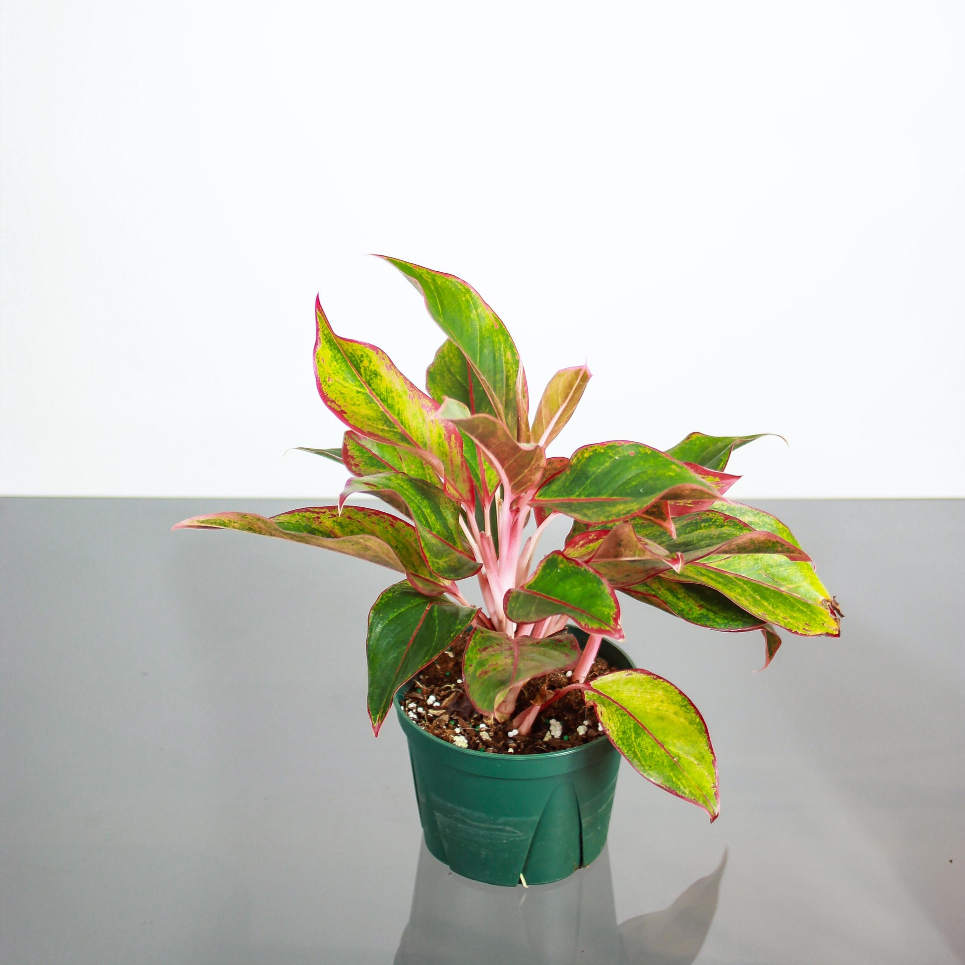 aglaonema red gold vs siam aurora Siam Red Gold Chinese Evergreen - 6" Pot