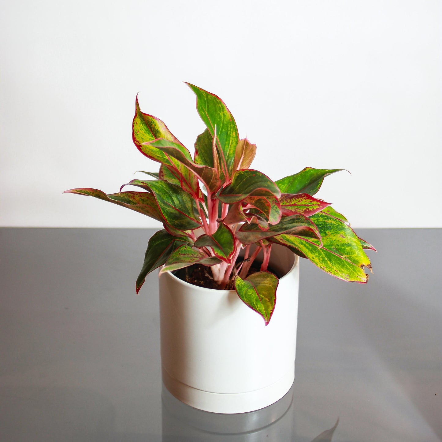 Chinese Evergreen (Aglaonema 'Siam Red Gold') in a 6 inch pot. Indoor plant for sale by Promise Supply for delivery and pickup in Toronto