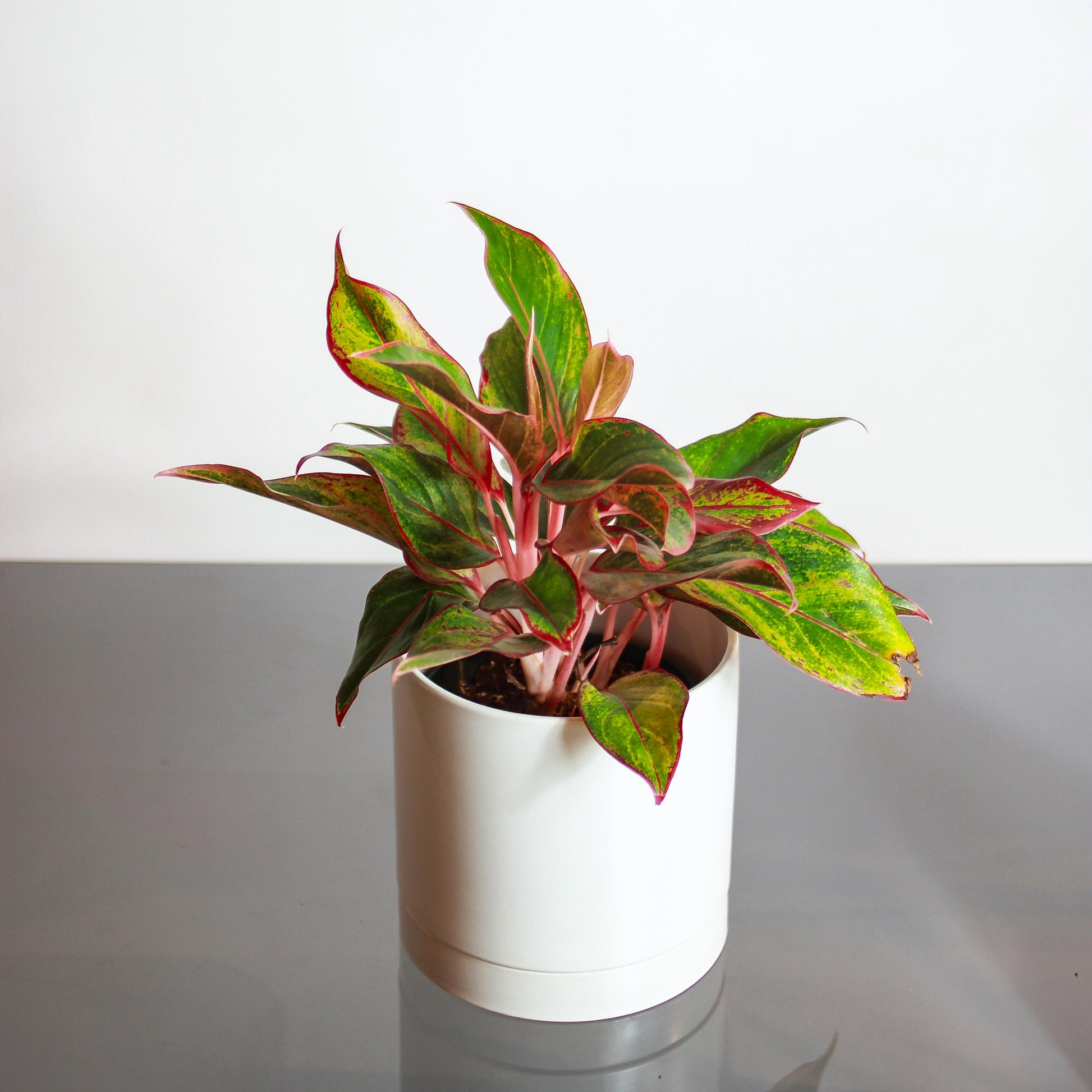 aglaonema red gold care Siam Red Gold Chinese Evergreen - 6" Pot