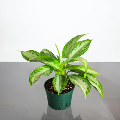 Chinese evergreen, Philippine evergreen (Aglaonema) in a 6 inch pot. Indoor plant for sale by Promise Supply for delivery and pickup in Toronto