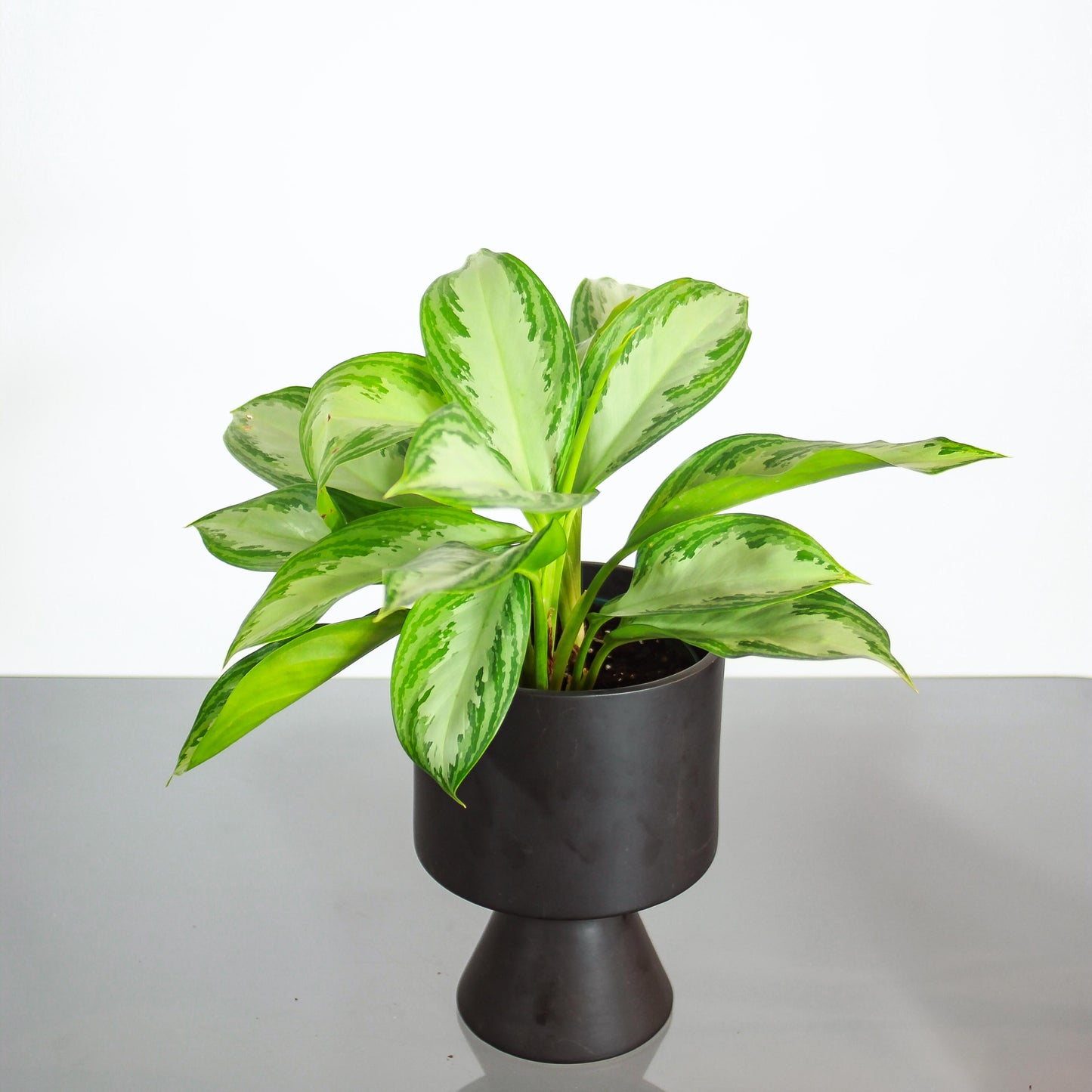 Chinese Evergreen (Aglaonema 'Silver Bay') in a 6 inch pot. Indoor plant for sale by Promise Supply for delivery and pickup in Toronto