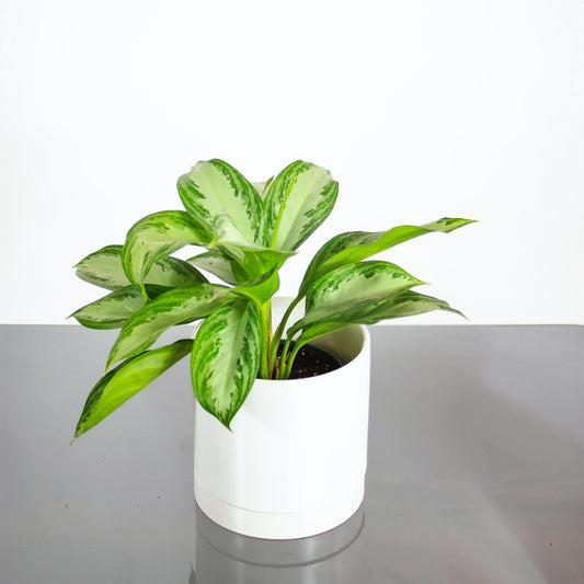 Chinese Evergreen (Aglaonema 'Silver Bay') in a 6 inch pot. Indoor plant for sale by Promise Supply for delivery and pickup in Toronto