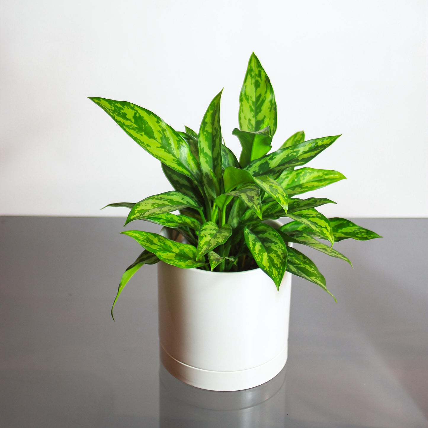 Chinese Evergreen (Aglaonema 'Silver Queen') in a 6 inch pot. Indoor plant for sale by Promise Supply for delivery and pickup in Toronto