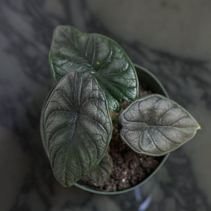 Grey Dragon Elephant Ear (Alocasia maharani) in a 6 inch pot. Indoor plant for sale by Promise Supply for delivery and pickup in Toronto