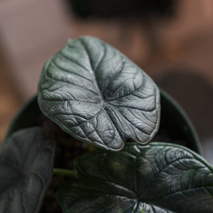 Grey Dragon Elephant Ear (Alocasia maharani) in a 6 inch pot. Indoor plant for sale by Promise Supply for delivery and pickup in Toronto