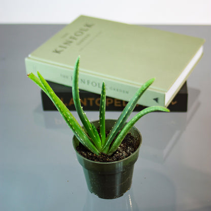 Aloe (Aloe vera 'Barbadensis') in a 4 inch pot. Indoor plant for sale by Promise Supply for delivery and pickup in Toronto