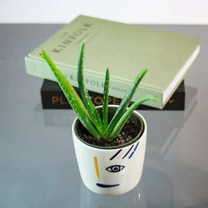 Aloe (Aloe vera 'Barbadensis') in a 4 inch pot. Indoor plant for sale by Promise Supply for delivery and pickup in Toronto