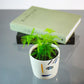 Asparagus Fern (Asparagus setaceus) in a 4 inch pot. Indoor plant for sale by Promise Supply for delivery and pickup in Toronto