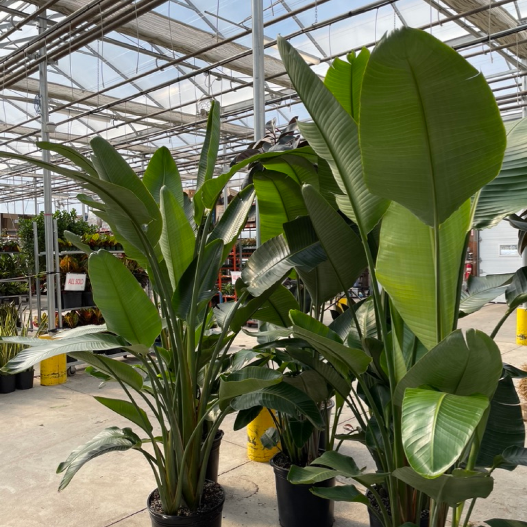 White Bird of Paradise, Banana Leaf Plant, Banana Tree (Strelitzia nicolai) in a 17 inch pot. Indoor plant for sale by Promise Supply for delivery and pickup in Toronto