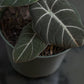 Black Velvet Elephant Ear (Alocasia reginula) in a 5 inch pot. Indoor plant for sale by Promise Supply for delivery and pickup in Toronto