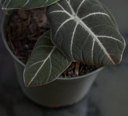 Black Velvet Elephant Ear (Alocasia reginula) in a 5 inch pot. Indoor plant for sale by Promise Supply for delivery and pickup in Toronto