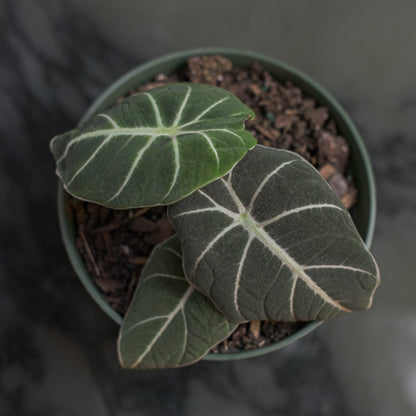 Black Velvet Elephant Ear (Alocasia reginula) in a 6 inch pot. Indoor plant for sale by Promise Supply for delivery and pickup in Toronto