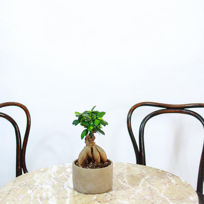 Ginseng Ficus (Ficus retusa) in a 5 inch pot. Indoor plant for sale by Promise Supply for delivery and pickup in Toronto
