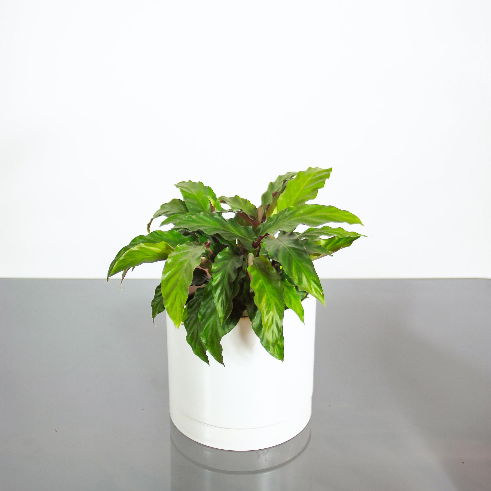 feather indoor plant Furry Feather Calathea: Goeppertia - 6" Pot