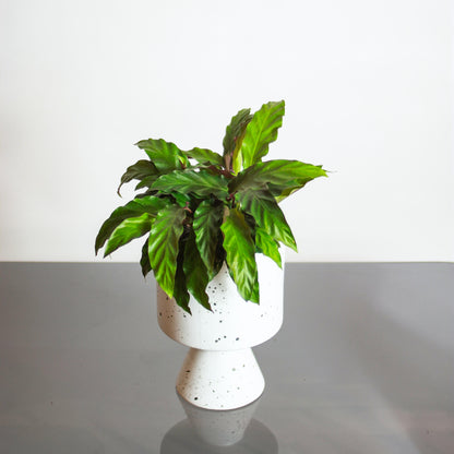 Furry Feather Calathea (Goeppertia rufibarba) in a 6 inch pot. Indoor plant for sale by Promise Supply for delivery and pickup in Toronto