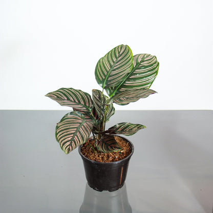 Pinstripe Calathea (Goeppertia ornata) in a 5 inch pot. Indoor plant for sale by Promise Supply for delivery and pickup in Toronto