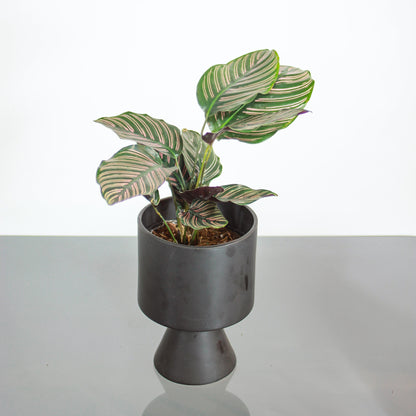 Pinstripe Calathea (Goeppertia ornata) in a 6 inch pot. Indoor plant for sale by Promise Supply for delivery and pickup in Toronto