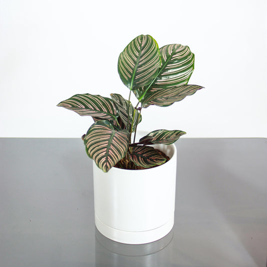 Pinstripe Calathea (Goeppertia ornata) in a 6 inch pot. Indoor plant for sale by Promise Supply for delivery and pickup in Toronto