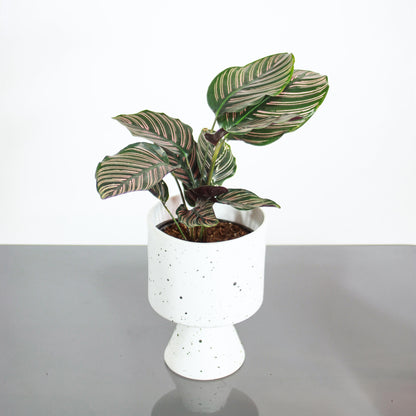 Pinstripe Calathea (Goeppertia ornata) in a 6 inch pot. Indoor plant for sale by Promise Supply for delivery and pickup in Toronto