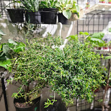 Lipstick Vine (Aeschynanthus radicans 'Tangerine') in a 8 inch pot. Indoor plant for sale by Promise Supply for delivery and pickup in Toronto