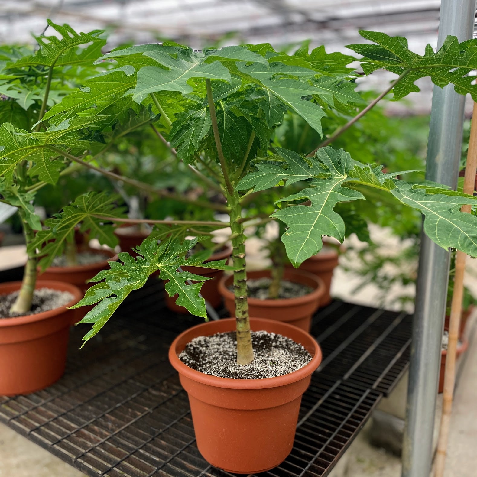 indoor papaya plant Papaya Tree: Carica Papaya - 14" Pot