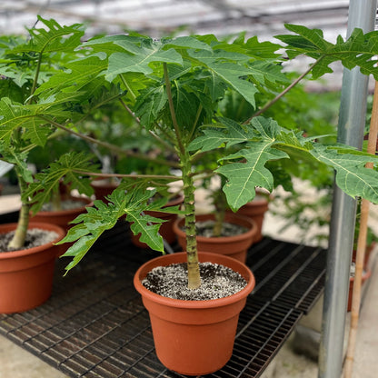 papaya plant in a pot Papaya Tree: Carica Papaya - 14" Pot